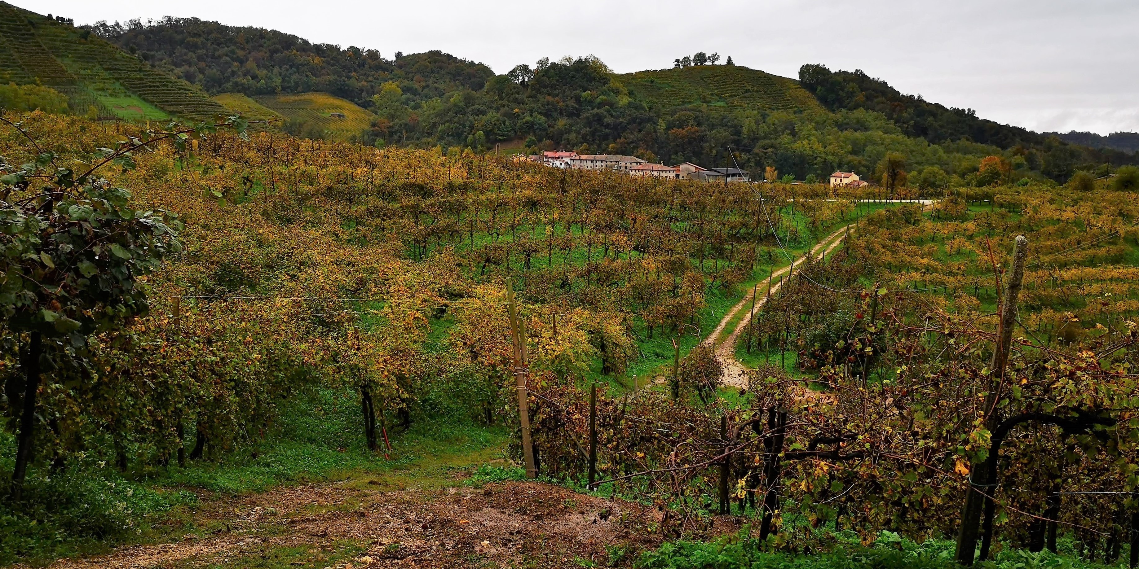 Pogled izpred kleti Pdc na Cartizze vinograde v deževnem dnevu