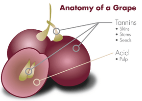 Zgradba vinske jagode grozdja